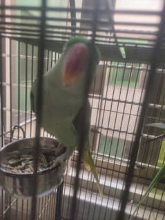 Raw parrot talking bolts he handtame