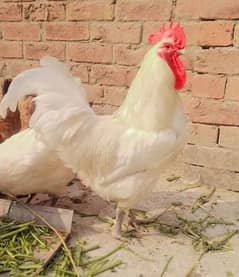 White Australorp Heritege