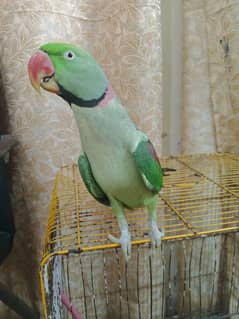 Pahari Tota For Sale With Cage