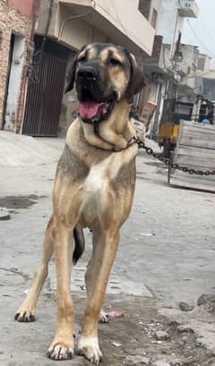 turkish kangal 03234696626