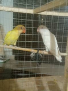 out class young pair male cremino female albino red eye ready to breed