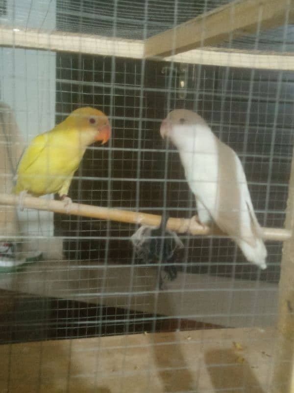 out class young pair male cremino female albino red eye ready to breed 0