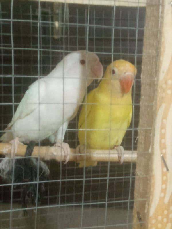 out class young pair male cremino female albino red eye ready to breed 1