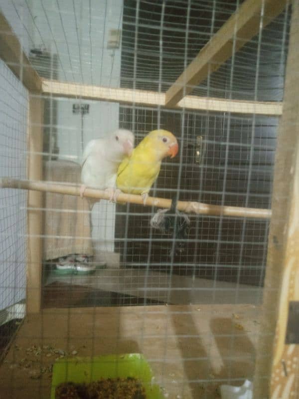 out class young pair male cremino female albino red eye ready to breed 2