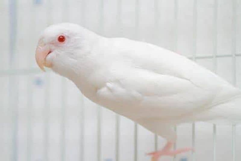 Albino red eyes Decino cremino albino siplit 2