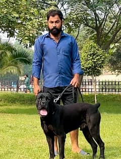 cane corso 03234696626