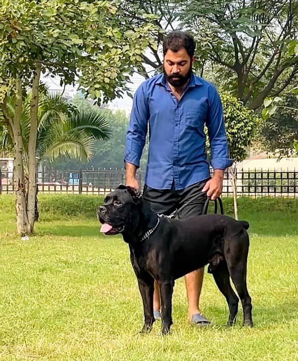 cane corso 03234696626 1