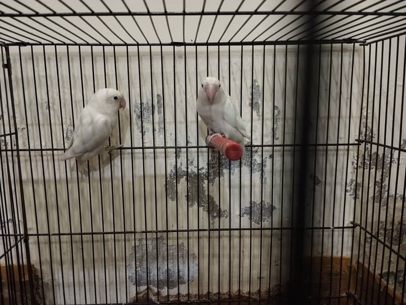 Albino breeder pair 2