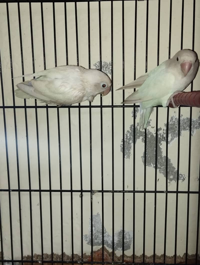 Albino breeder pair 9