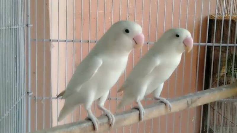 Albino red eyes Decino cremino albino siplit 3