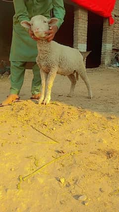 Australian Long Tail Sheep