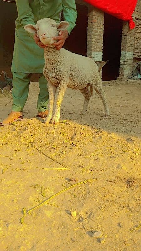 Australian Long Tail Sheep 0