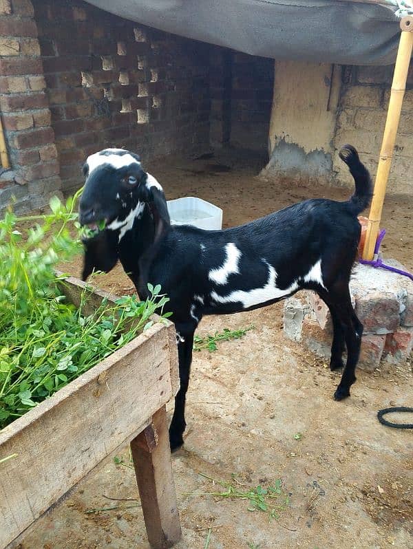 Bakri for sale 1