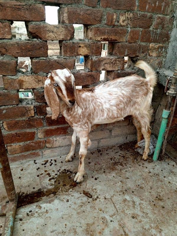 Bakri for sale 3