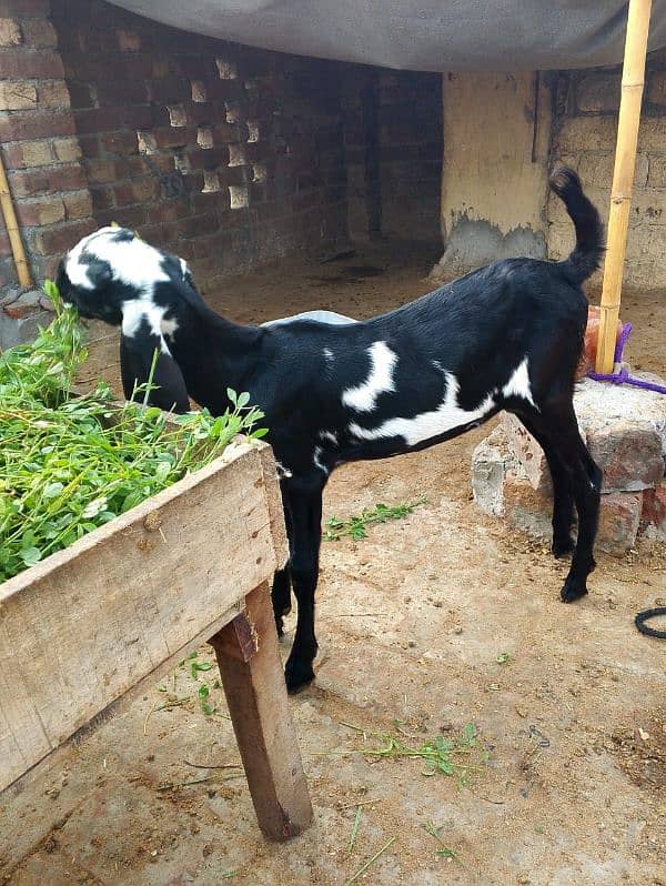 Bakri for sale 4