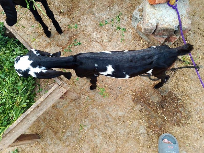 Bakri for sale 5