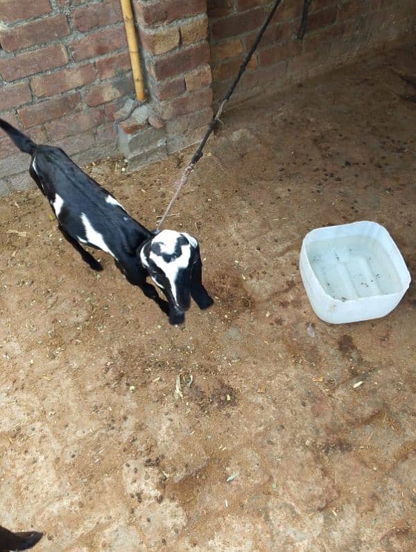 Bakri for sale 6