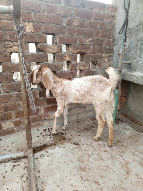 Bakri for sale 7