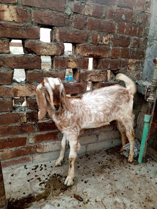 Bakri for sale 8