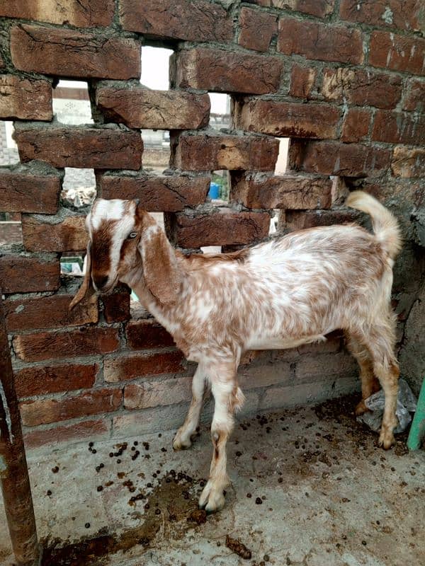 Bakri for sale 9