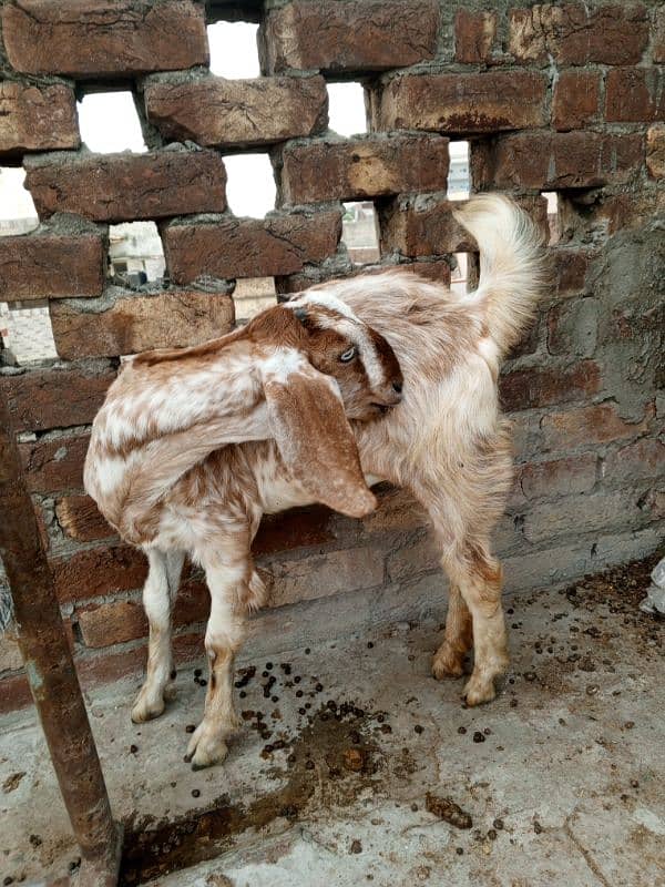 Bakri for sale 10