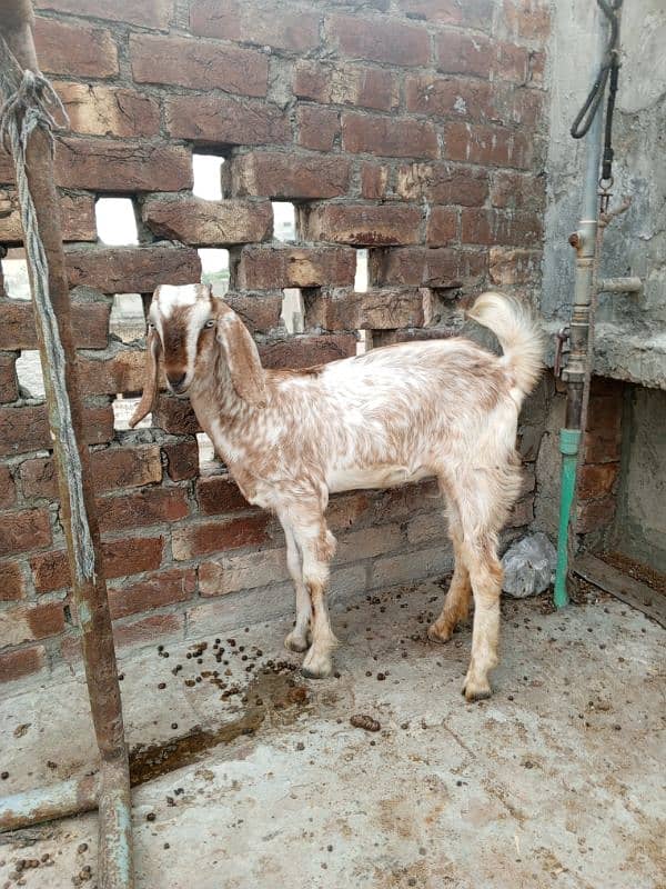 Bakri for sale 12