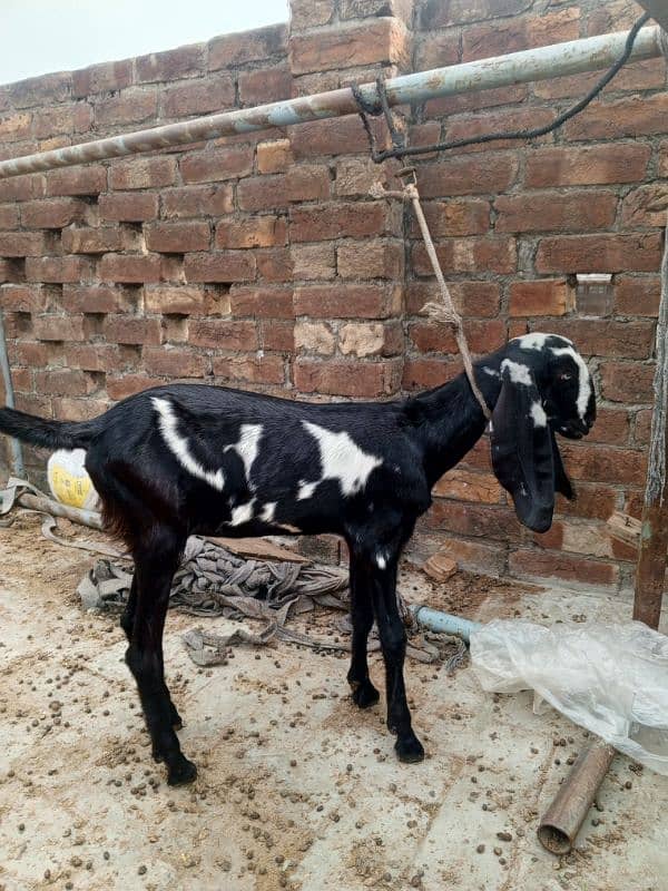 Bakri for sale 15