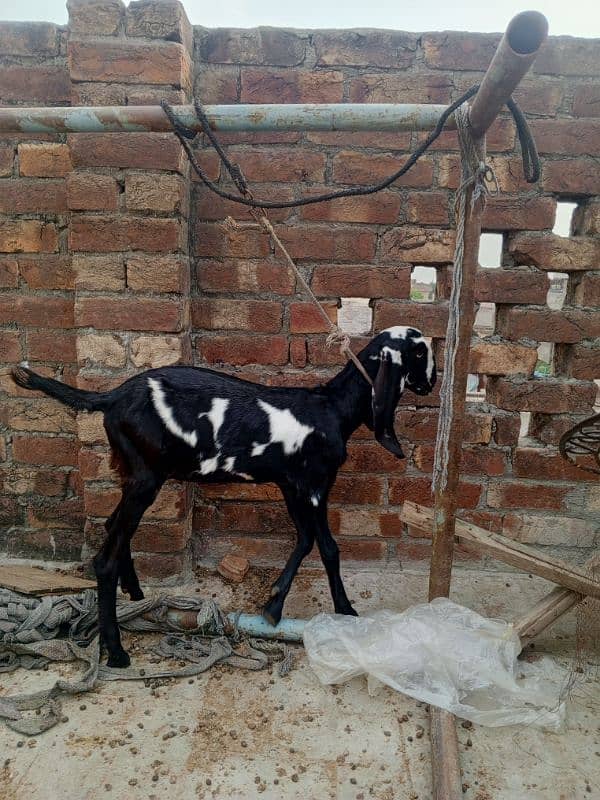 Bakri for sale 16