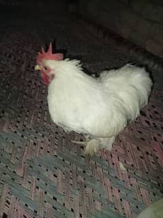 bantam