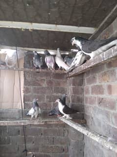 Pigeon For Sale