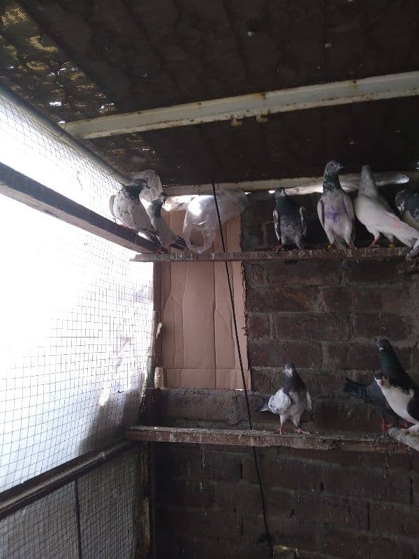 Pigeon For Sale 1