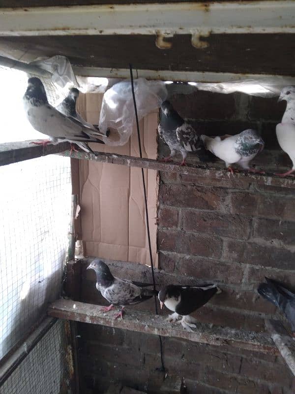 Pigeon For Sale 2