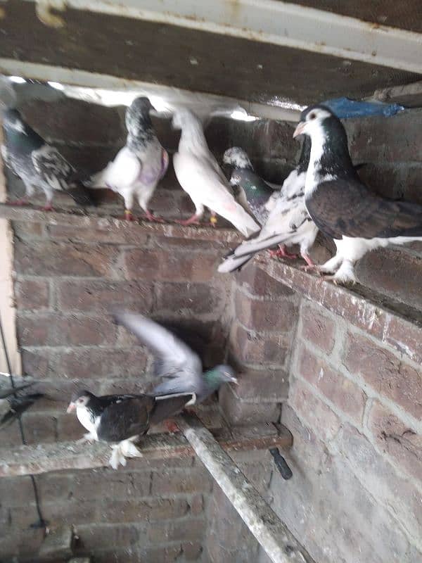 Pigeon For Sale 3