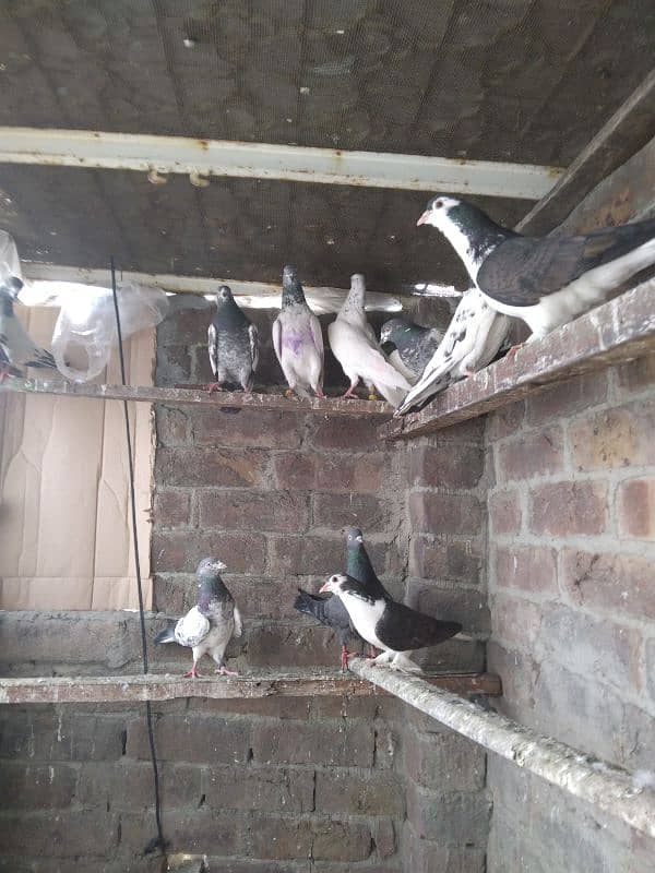 Pigeon For Sale 4