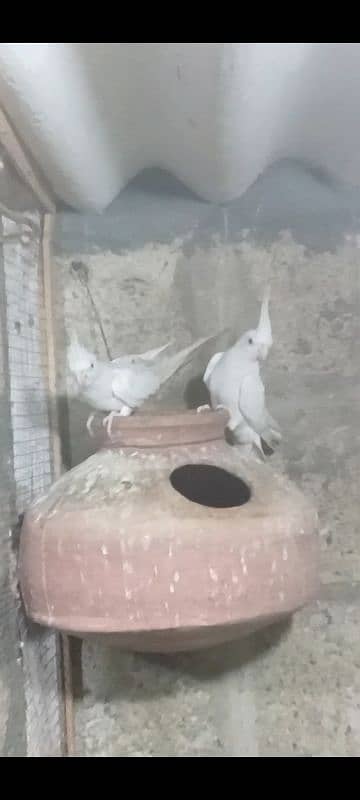 Active Breeder Pair hen Nail Tail Flying Perfect 3