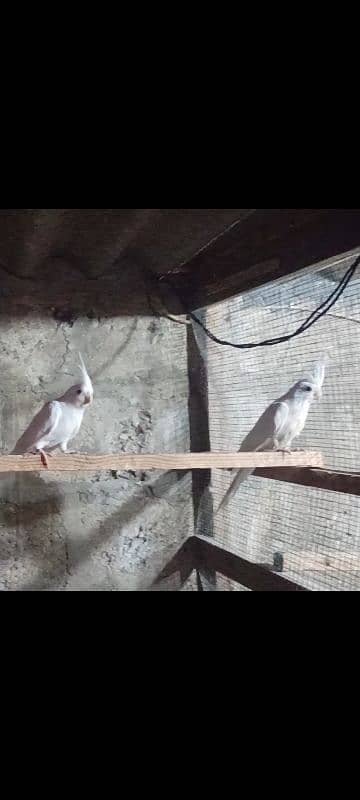 Active Breeder Pair hen Nail Tail Flying Perfect 6