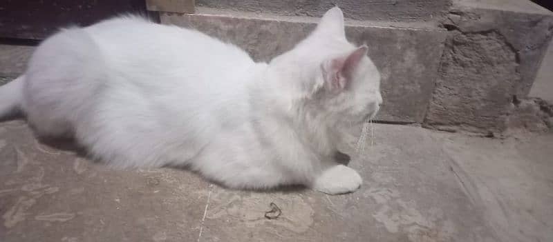 persian cat for sell 0