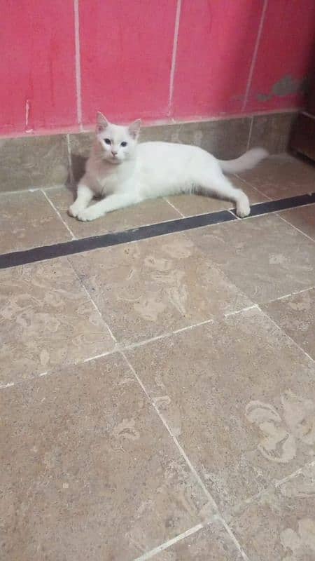 persian cat for sell 1