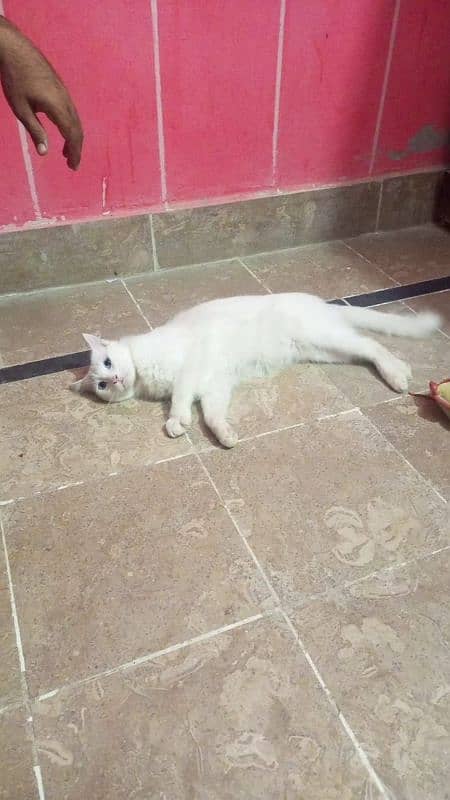 persian cat for sell 2