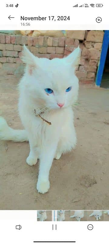 persian cat for sell 3