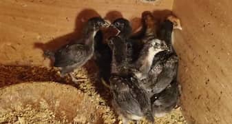 Australorp and Egyptian fayoumi chicks for sale