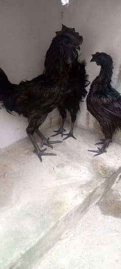 Ayam cemani eggs for sell