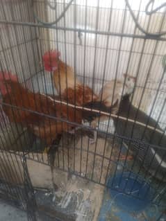 Hens for Sale