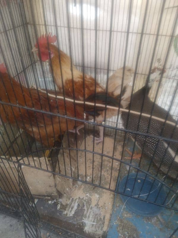 Hens for Sale 1