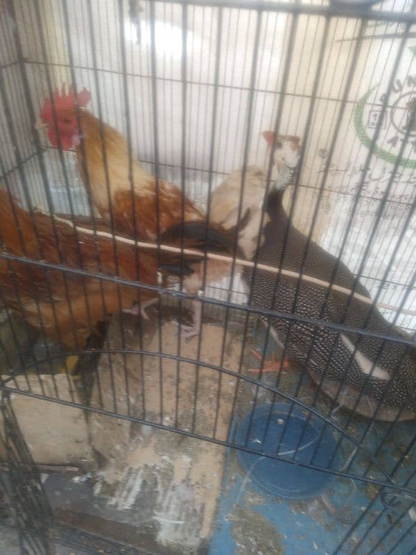 Hens for Sale 2