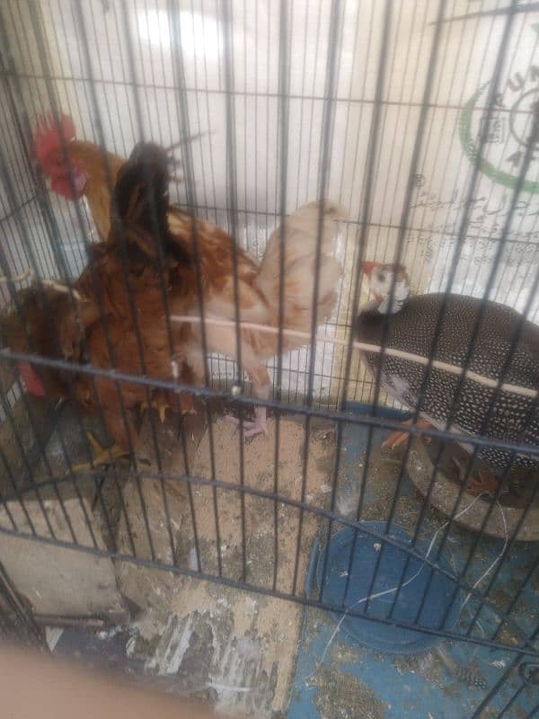 Hens for Sale 3