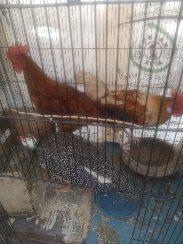 Hens for Sale 4