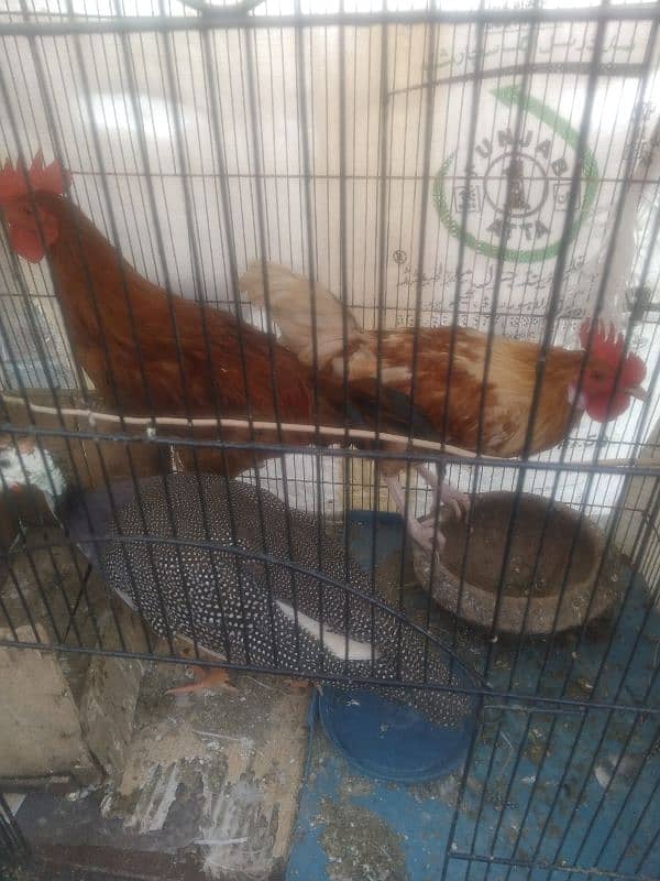 Hens for Sale 5