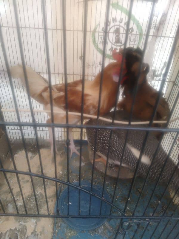 Hens for Sale 6