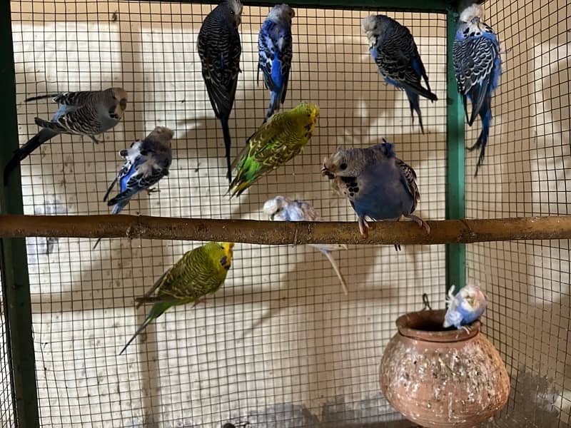 Exhibition, Under Exhibition , Hogoromo budgies 0